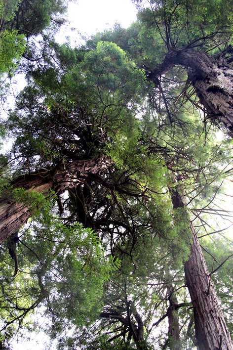 ���� ���